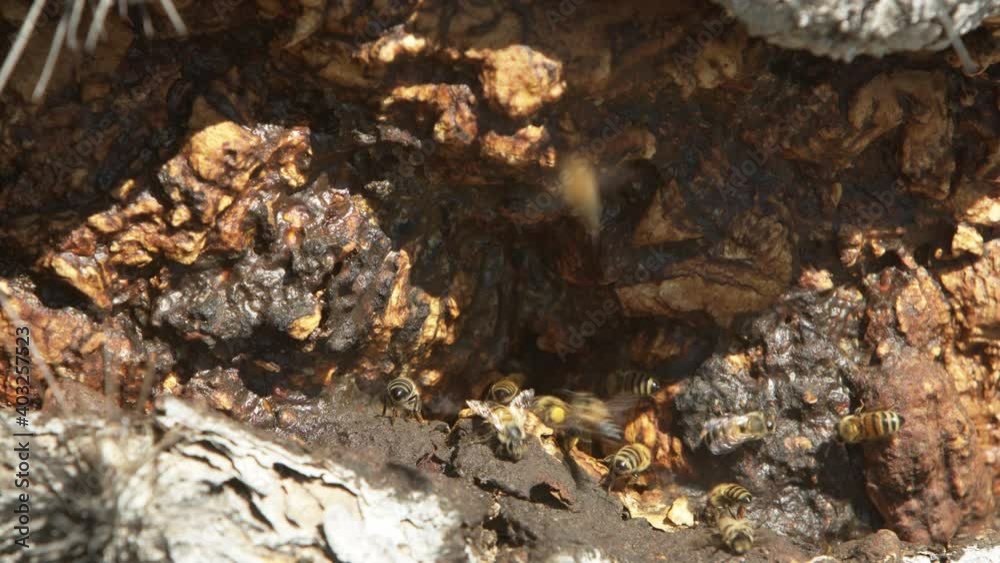Bees flying in and out a Saguaro where they made a nest. Bee nest in a Saguaro Cactus. close-up Static shot Bees flying in and out a Saguaro where they made a nest. Bee nest in a Saguaro Cactus. close-up Static shot