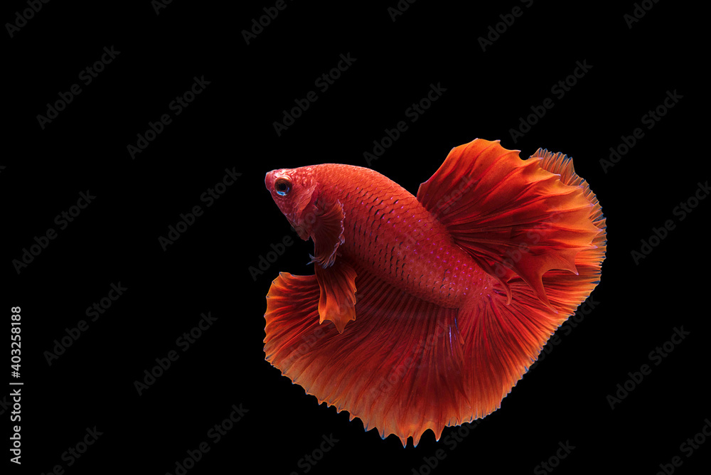 Beautiful Betta Siamese fighting fish moving motion on isolated background. Beautiful Betta Siamese fighting fish moving motion on isolated background.