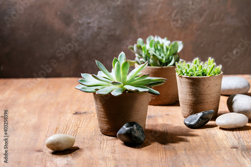 Echeveria pulidonis in the pot