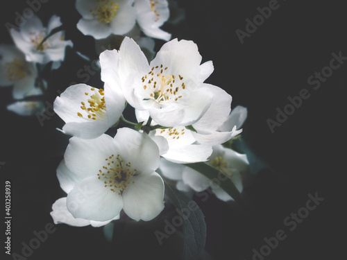 Valokuva Beautiful Jasmine flowers on dark background