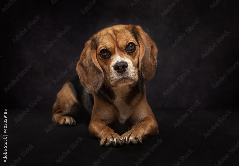 Tricoloured Beaglier Dog lying down against a black background.