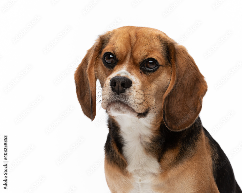 Frontal head shot of a Beaglier dog isolated against a white background.  