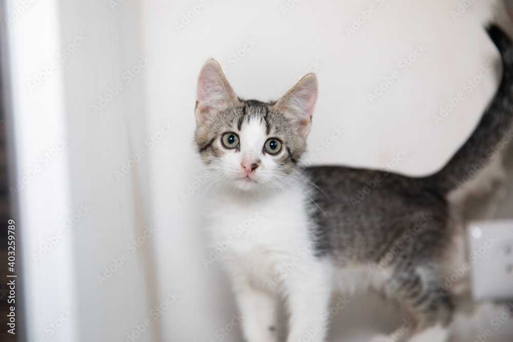 Obraz premium Calm Cute KItten looked at camera