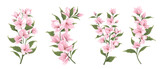 Vector set of sakura branches. Flowers on a white background. Pink sakura.