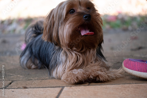 yorkshire terrier puppy