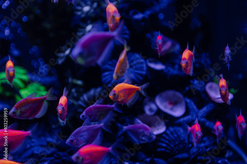 Nice neon glowfish in freshwater tank nature water color painted aquarium © Serhii