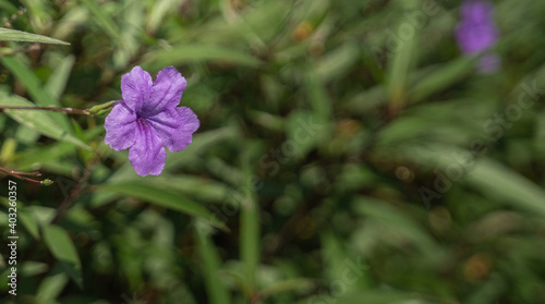 purple flower blooming in the garden on green background with sun light