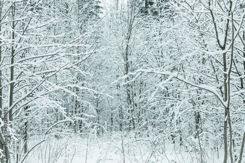 Winter snow-covered fairy forest. Toning. Space for text.