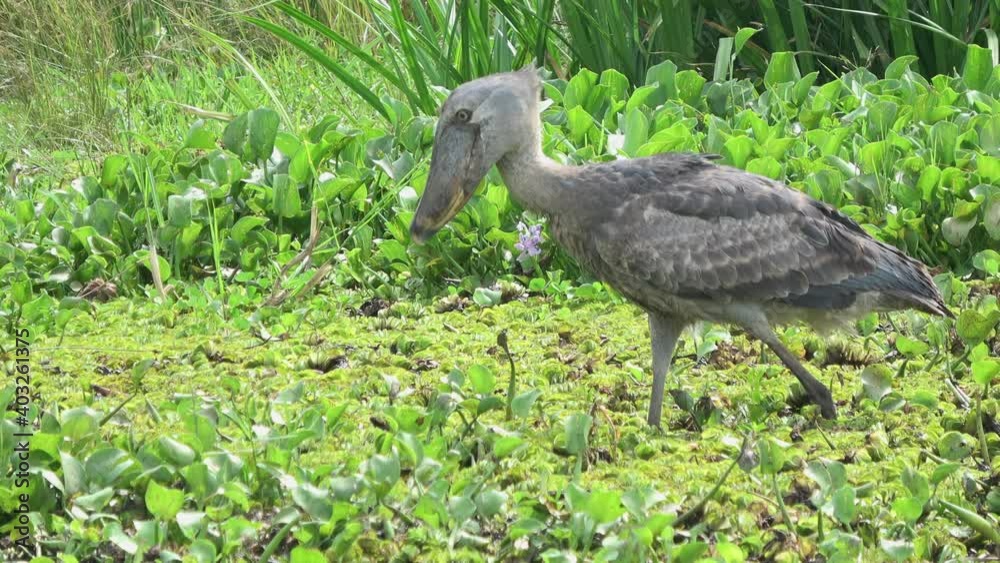 Shoebill stork (Balaeniceps rex) hunting in its natural habitat, Murchison falls National Park in Uganda.