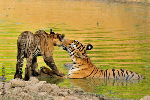 Tiger Mother and Cub © MATRISHVABHASKAR