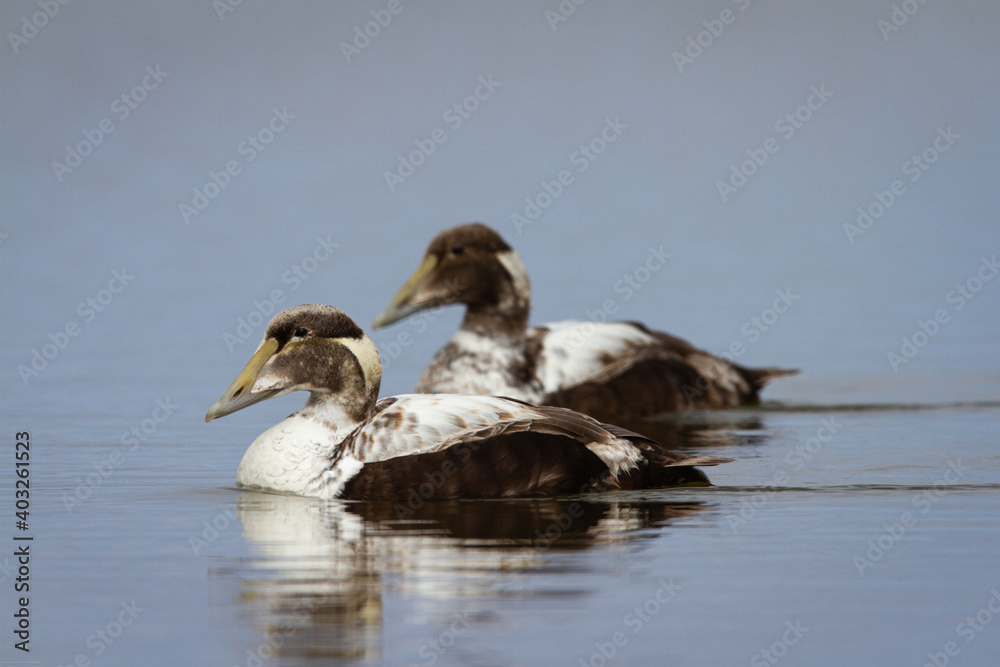 Two young male common eider ducks swimming a pond