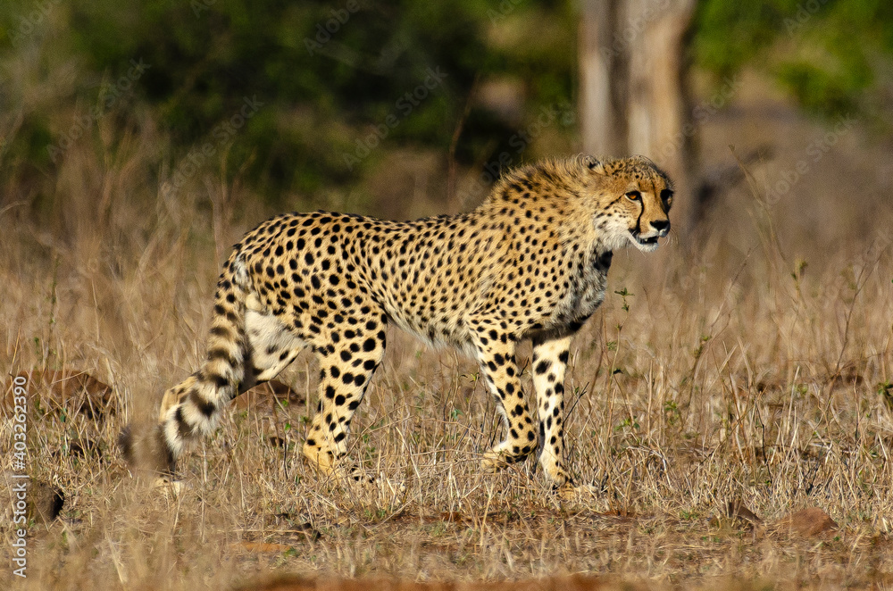 Guépard, cheetah, Acinonyx jubatus, Parc national Kruger, Afrique du Sud Guépard, cheetah, Acinonyx jubatus, Parc national Kruger, Afrique du Sud