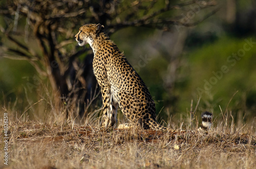 Guépard, cheetah, Acinonyx jubatus, Parc national Kruger, Afrique du Sud