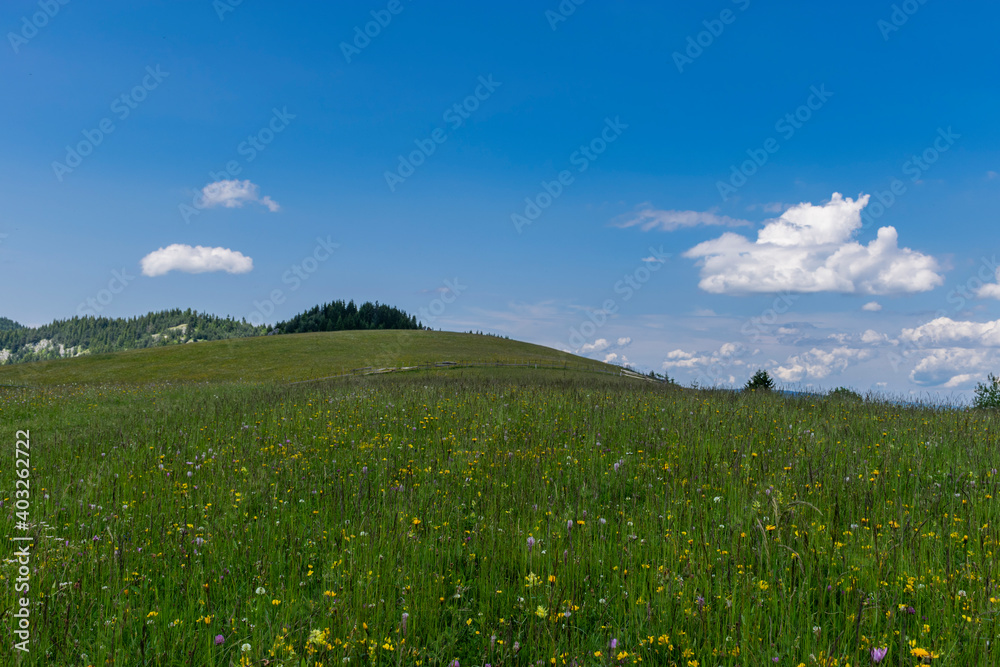 meadow and sky