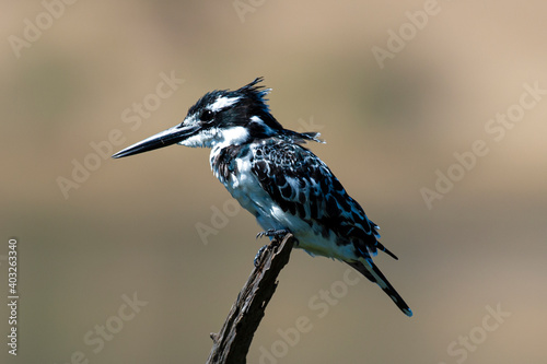 Ibis sacré,.Threskiornis aethiopicus, African Sacred Ibis