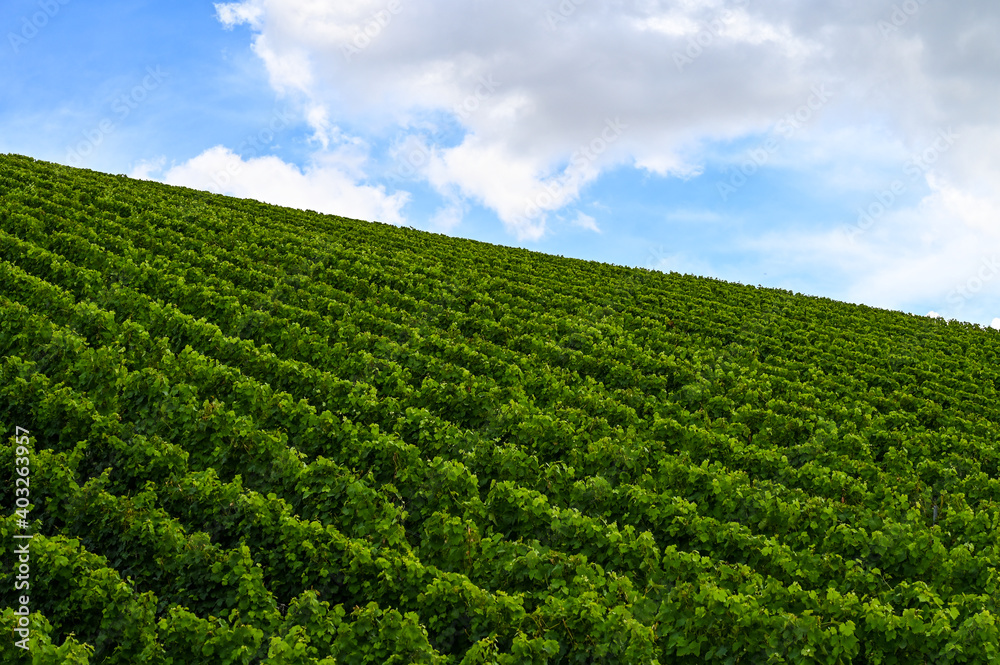 Side view of a beautiful fresh green vineyard on a hill.