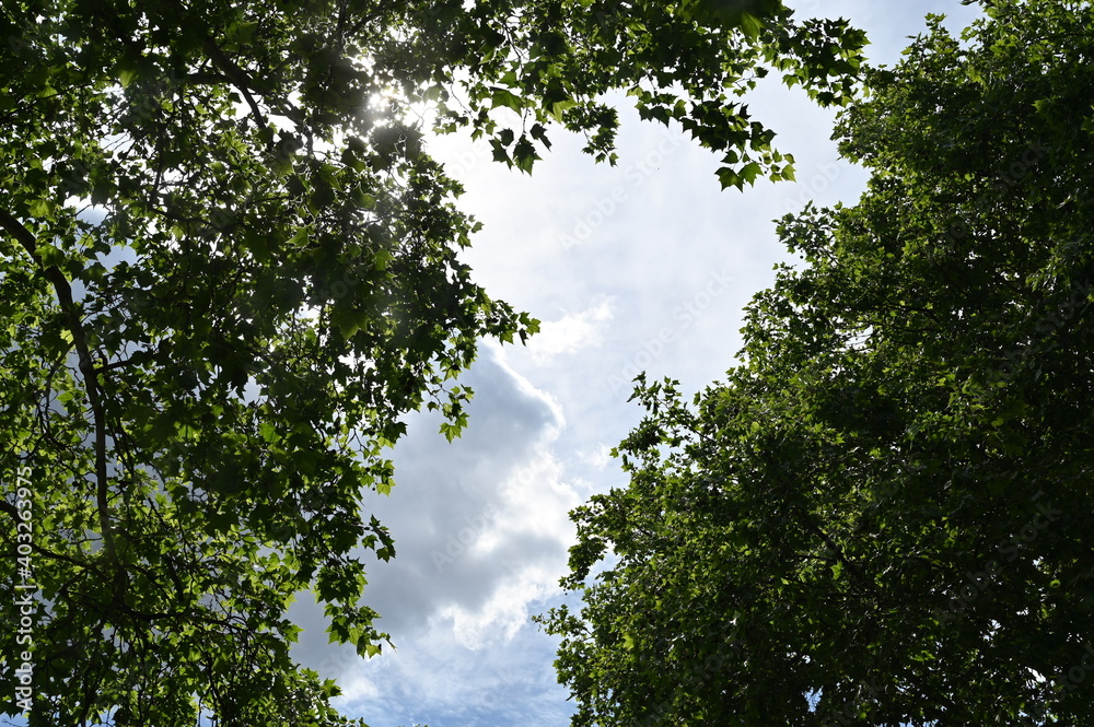Fototapeta premium Trees and sky