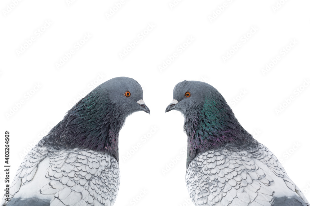 portrait of two doves isolated on white background portrait of two doves isolated on white background