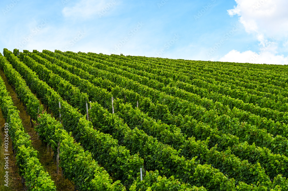 Side view of a beautiful fresh green vineyard on a hill.