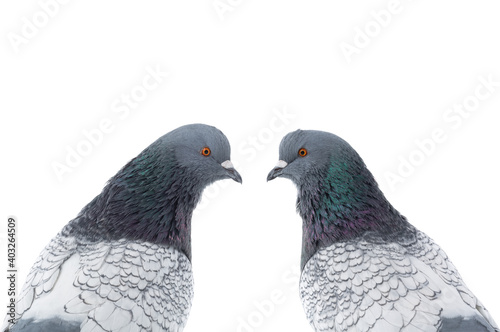 portrait of two doves isolated on white background