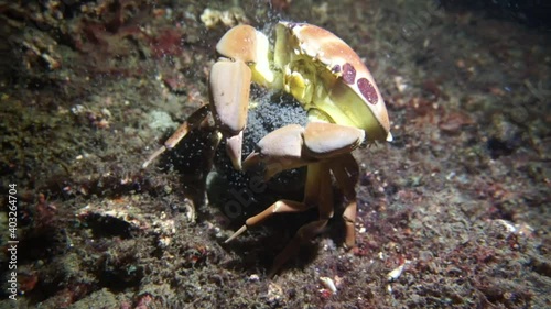 Unique underwater video of crab breeding. The crab throws its eggs downstream. Marine Aquarium