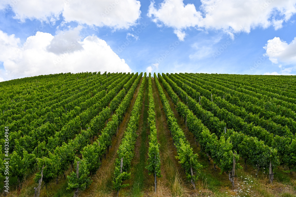 Front view of a beautiful fresh green vineyard on a hill. Clouds and blue sky in the background.