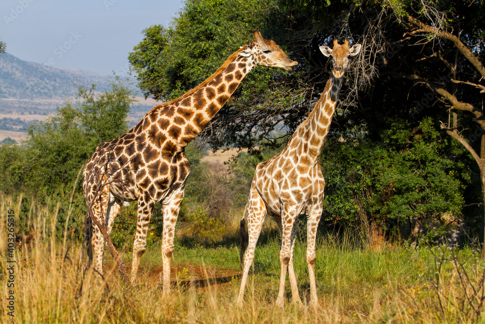 giraffe walking in the Pilanesberg National Park in South Africa giraffe walking in the Pilanesberg National Park in South Africa