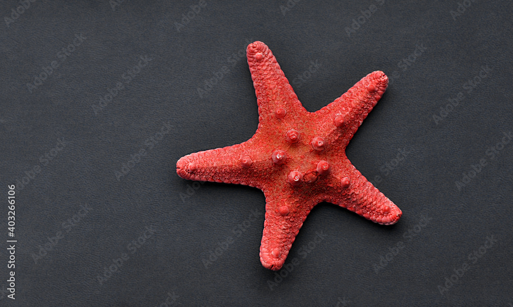 A starfish on a dark gray background. Leather background. Grey and red colors A starfish on a dark gray background. Leather background. Grey and red colors