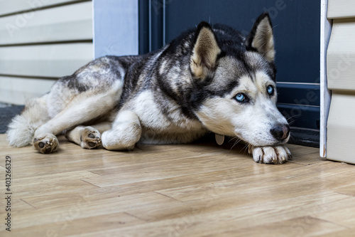 Dog breed husky curled up and lying at the doorstep of the house. A popular breed of dog. Pets. Close-up.