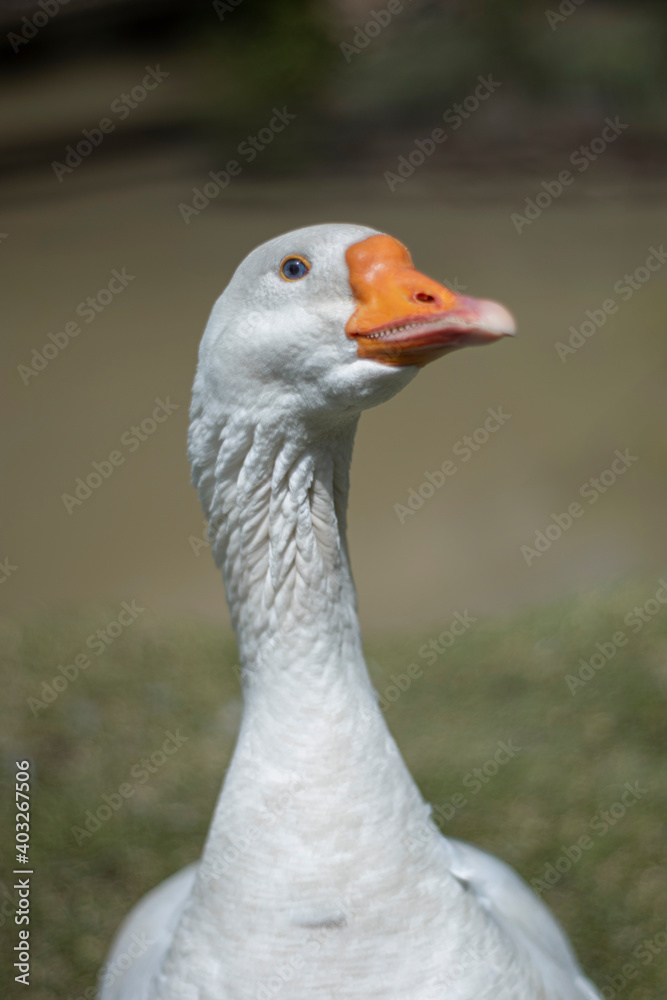 portrait of a goose