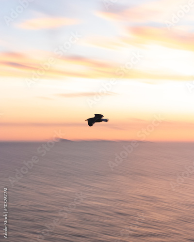 Silhouette of a seagull flying in the sky at sunset panning