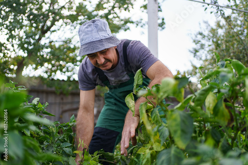 Portrait of smiling mature man picking vegetable from backyard garden. Proud Caucasian man farmer harvesting vegetables.