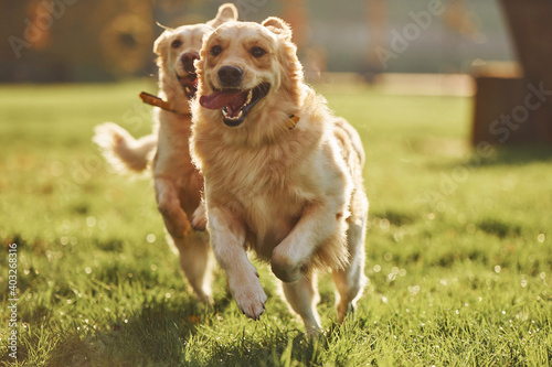 Running together. Two beautiful Golden Retriever dogs have a walk outdoors in the park together