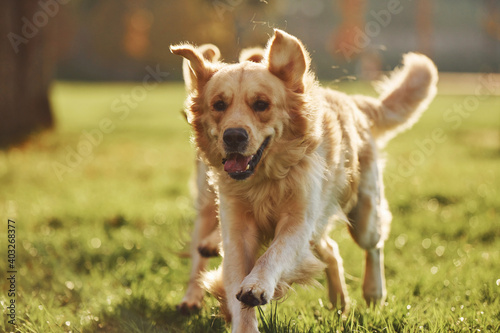 Running together. Two beautiful Golden Retriever dogs have a walk outdoors in the park together