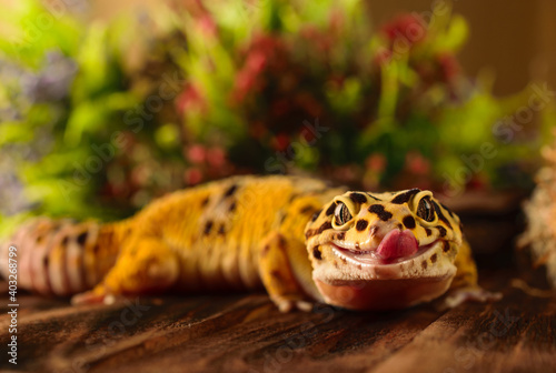 Bilde på lerret The leopard gecko is smiling and shows tongue
