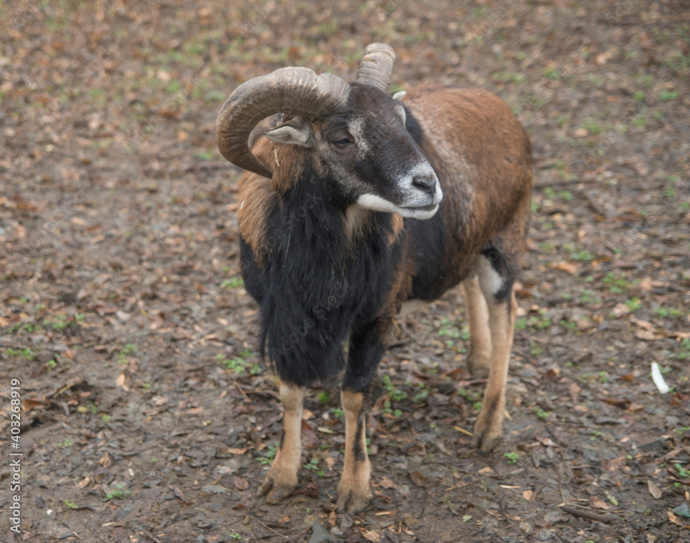 Wild west African Dwarf Cameroon goat close
