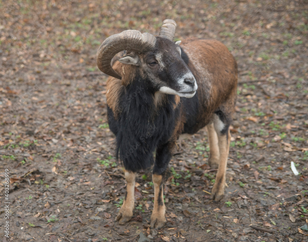 Wild west African Dwarf Cameroon goat close Wild west African Dwarf Cameroon goat close