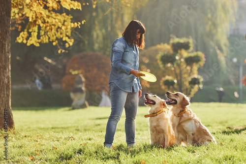 Playing frisbee. Woman have a walk with two Golden Retriever dogs in the park