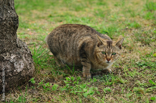 cat on the grass © Takako