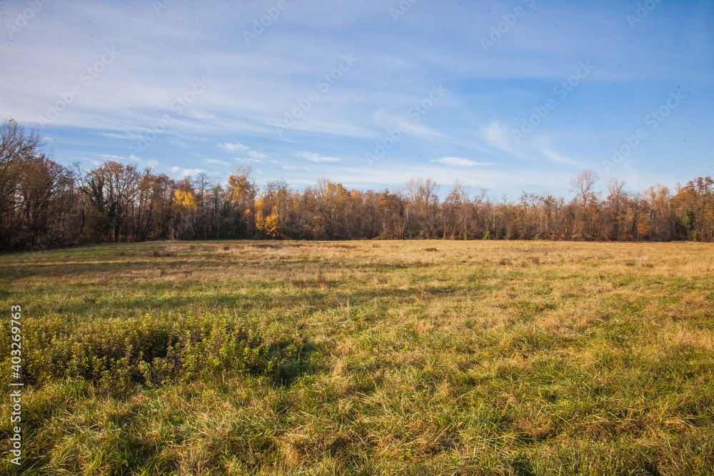 autumn forest in the morning