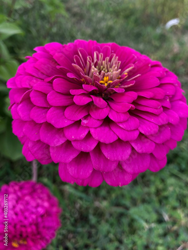 Fleurs roses