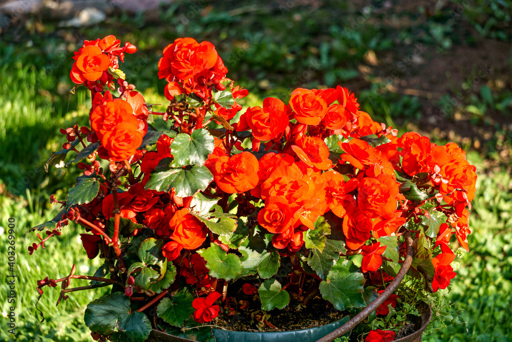 Large red begonia flowers on a background of green leaves in a flower pot. Large red begonia flowers on a background of green leaves in a flower pot.