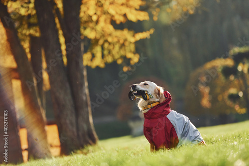 In clothes. Beautiful Golden Retriever dog have a walk outdoors in the park