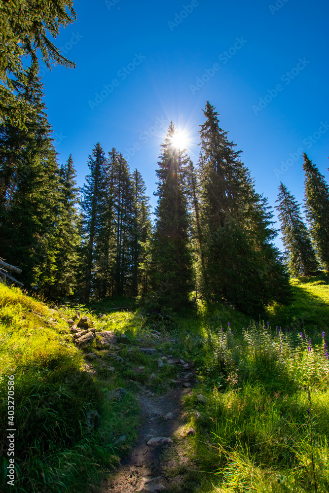 forest in the mountains (Vorarlberg/Tyrol, Austria) forest in the mountains (Vorarlberg/Tyrol, Austria)
