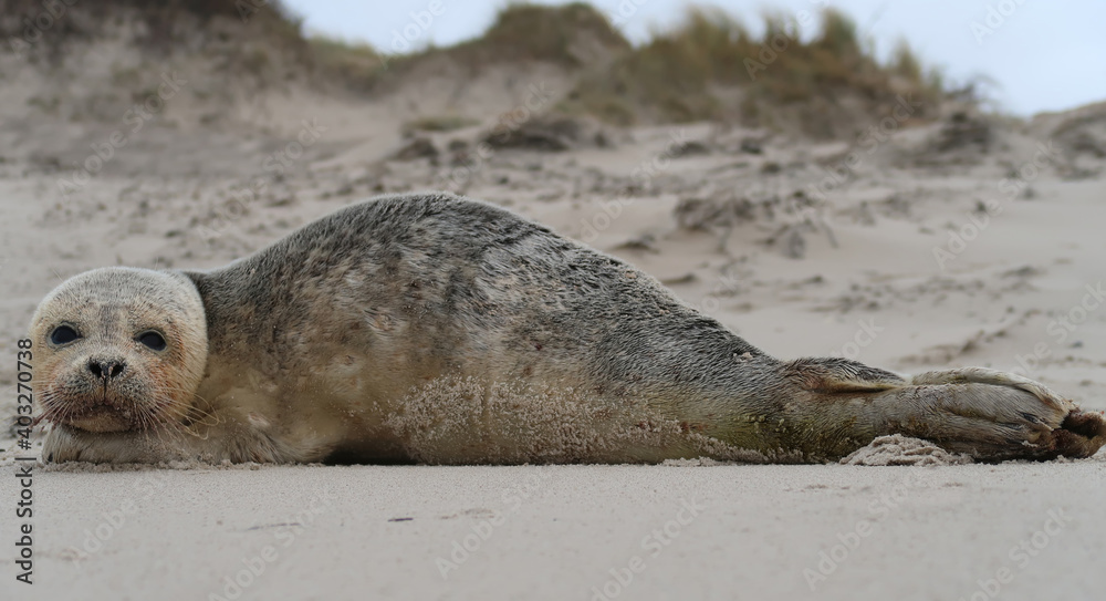 Fototapeta premium seal lying on the beach