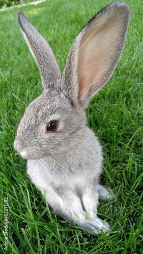 The gray rabbit with long ears and brown eyes stands on its hind legs on the green grass. Small pets in the garden in summer.