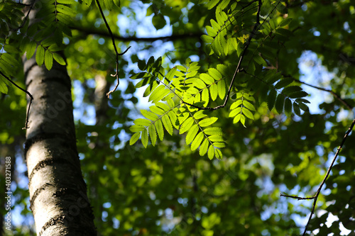 Fresh green leaves of rowan tree lit by the sun photo