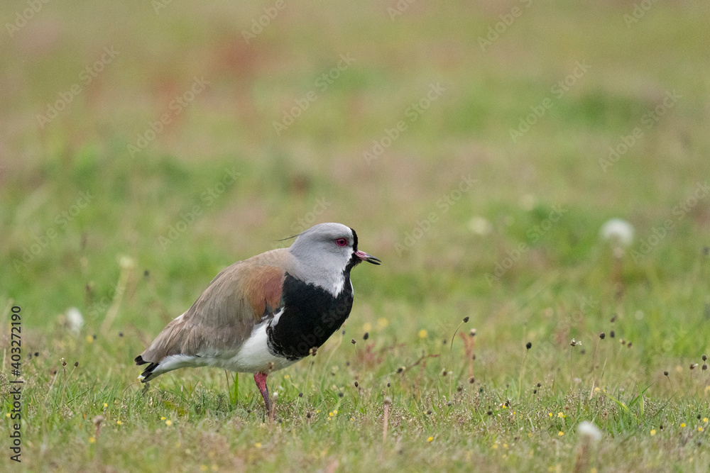 Fototapeta premium The southern lapwing (Vanellus chilensis)
