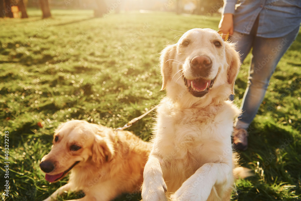 Happy cute animal. Woman have a walk with two Golden Retriever dogs in the park