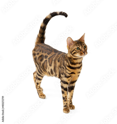 Beautiful adult cat bengal breed isolated on white
